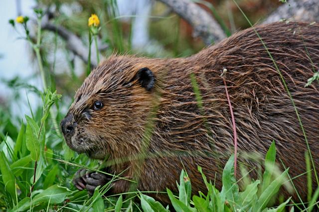 083 yellowstone, bever.JPG